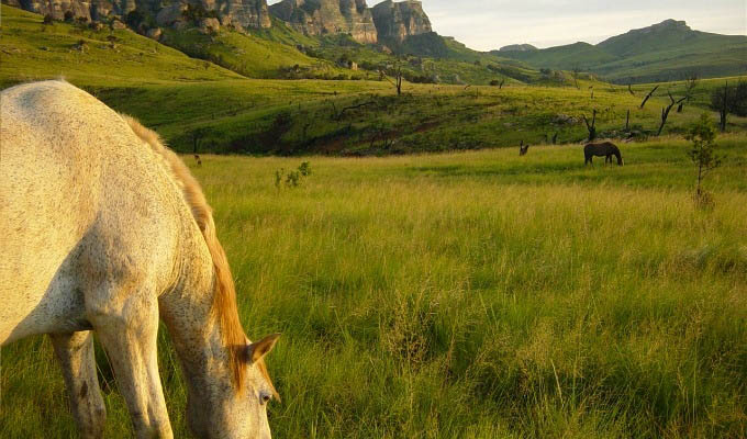 Horses in Drakenberg - South Africa