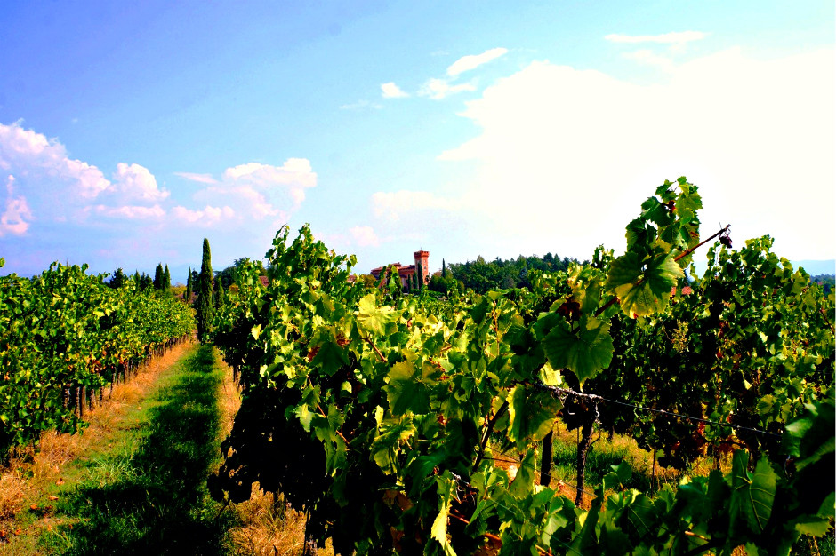  - Castello di Spessa, vigne