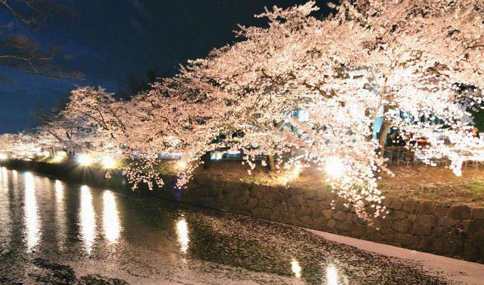 Matsumoto, Cherry Blossom - Japan