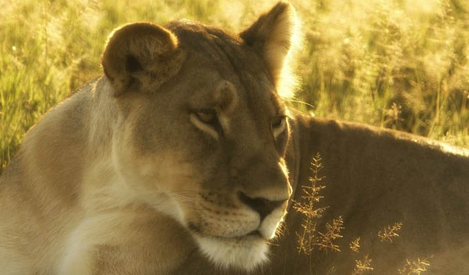 Lioness in Hwange National Park - Zimbabwe