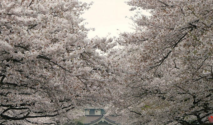 Tokyo, Cherry Blossom in Ueno - Japan