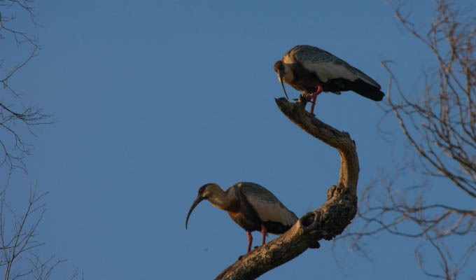 Birds in Laguna Valle - Argentina