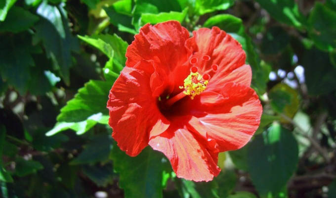 Okinawa, Beautiful Hibiscus Flower - Japan