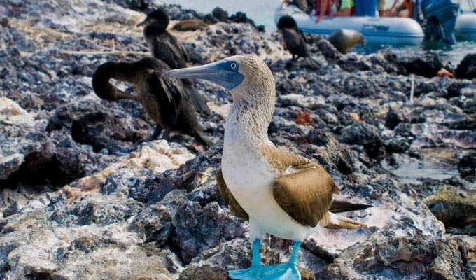 Galápagos, Blue-footed Booby © Ministerio de Turismo del Ecuador/ecuador.travel - Ecuador