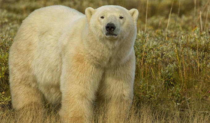Polar Bear - Courtesy of Churchill Wild - Arctic