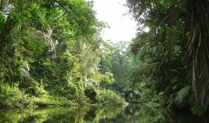 Canals in The Tortuguero National Park - Costa Rica