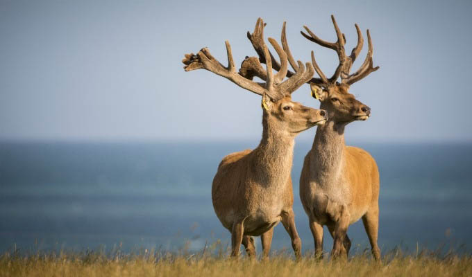 Two stags near Rotorua - New Zealand