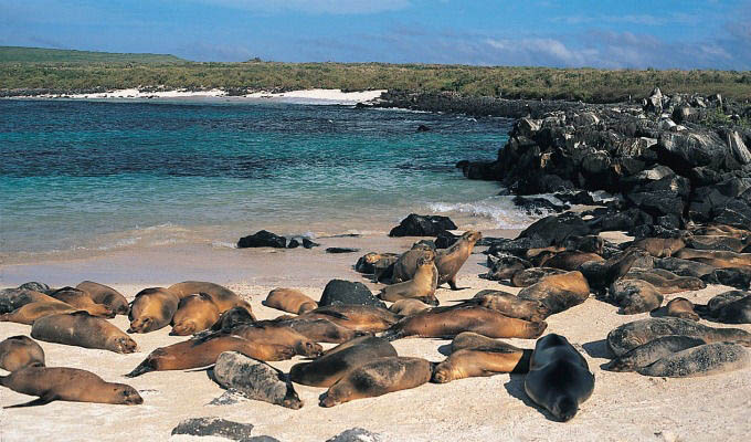 Gálapagos, Sea Lions Colony © Metropolitan Touring - Ecuador