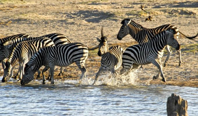 Hwange National Park, Zebras at a Waterhole - Zimbabwe