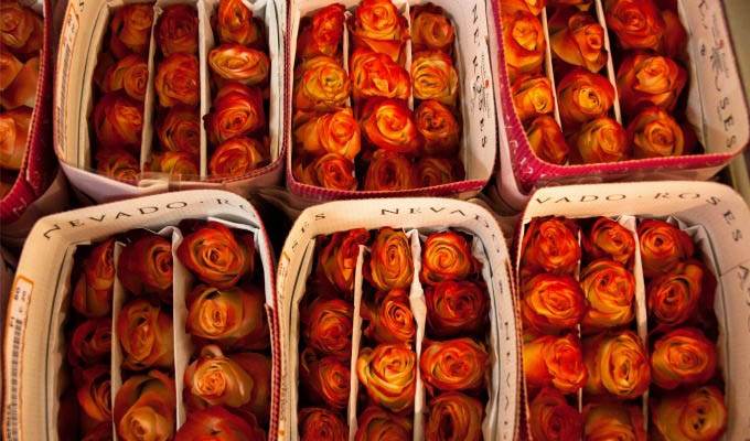 Ecuadorean Roses © Tren Ecuador - Ecuador