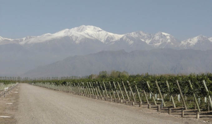 View of Mendoza Vineyards - Argentina