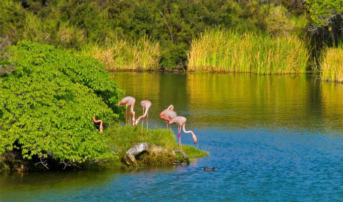 Galápagos, Flamingos - Ecuador