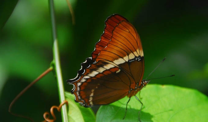 Tortuguero National Park, Butterflies Garden - Costa Rica