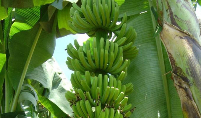 Banana Fruits in The Tortuguero National Park - Costa Rica