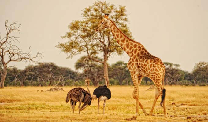 Giraffe and ostrichs in Hwange National Park - Zimbabwe