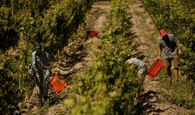 Entre Cielos, Harvest in the Vineyards - Argentina