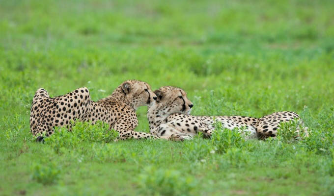 Cheetahs in The Karongwe Private Game Reserve - South Africa