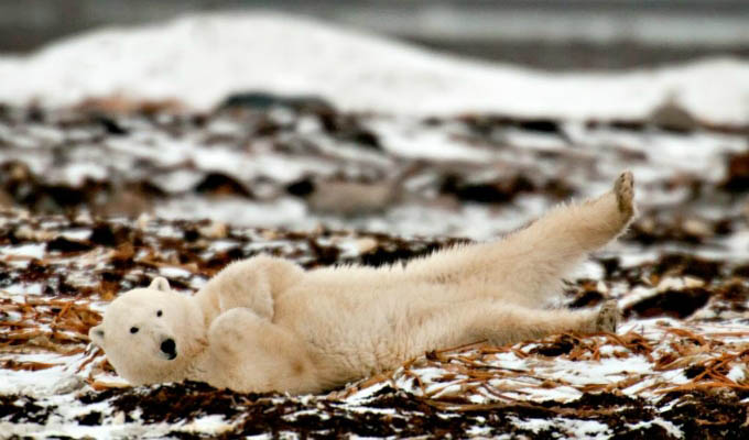 Arctic - Polar bear © Michelle Valberg