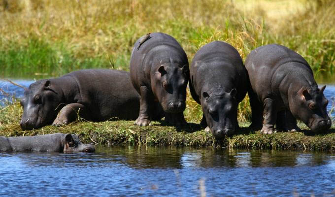 Baby Hippos in The Zambezi River - Zimbabwe