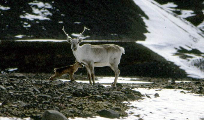 Reindeer near Egilsstadir - Iceland