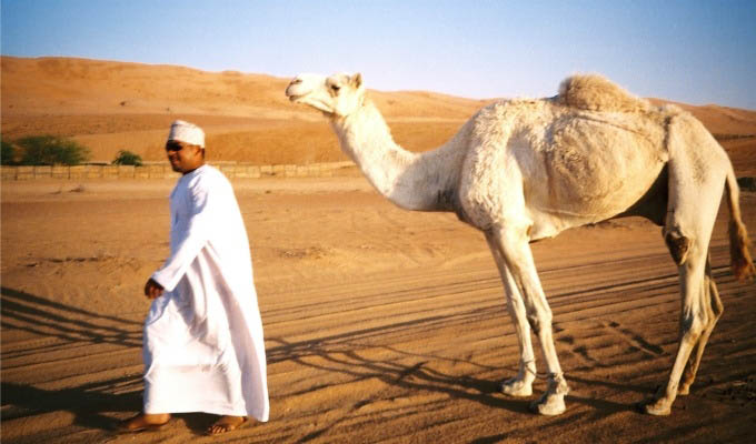 Camel in Wahiba Sands - Oman