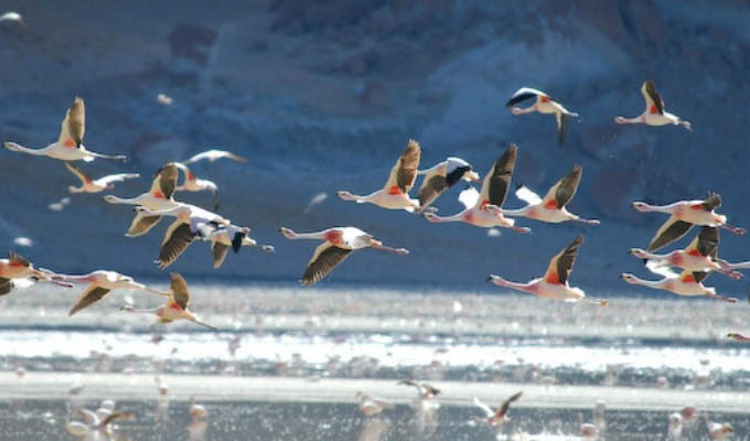 Flamingos in Laguna Brava - Argentina