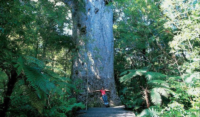 Waipoua Forest © Destination Northland/Tourism New Zealand - New Zealand