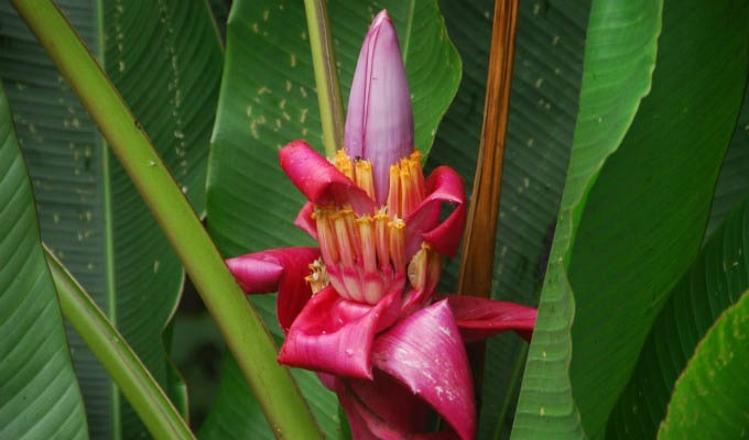 Manuel Antonio National Park, Endemic Flora - Costa Rica