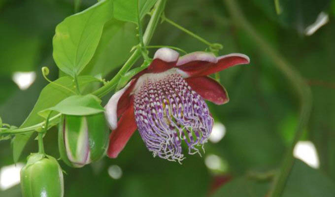 Local Flora - Costa Rica