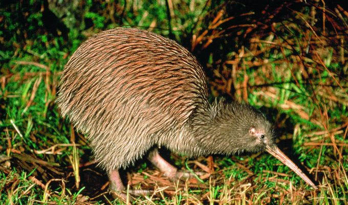 Kiwi in Rotorua © Tourism New Zealand - New Zealand