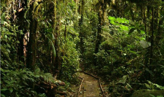 Monteverde Cloudforest Region, St. Elena Path - Costa Rica