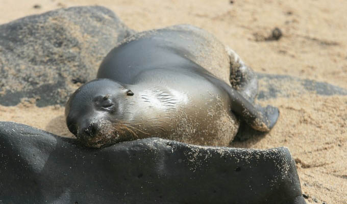 Galápagos, Sea Lion in Baltra Island © Ministerio de Turismo del Ecuador/ecuador.travel - Ecuador