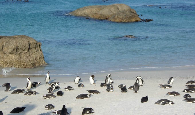 Simon's Town, Boulders Beach's Cape Penguins - South Africa