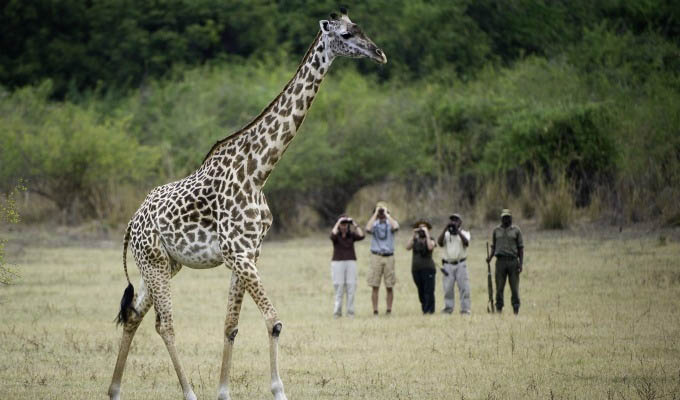 South Luangwa National Park, Walking Safari - Zambia