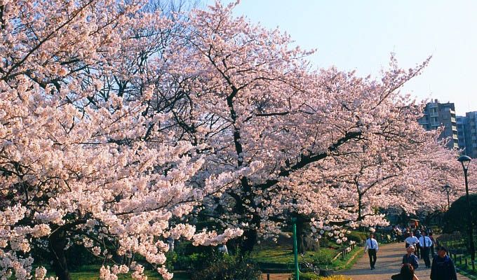 Tokyo - Cherry Blossoms in Asakusa - Japan
