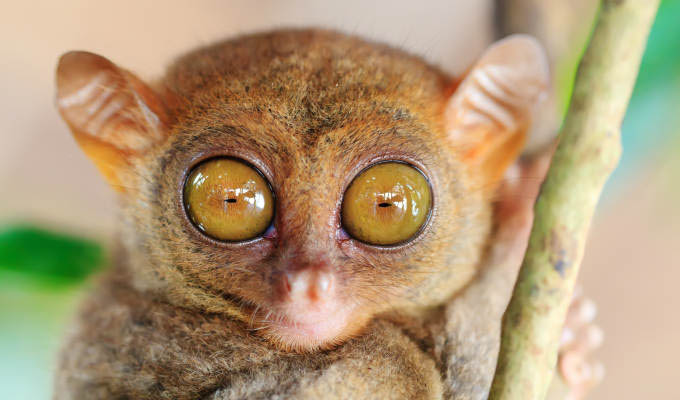 Bohol, Funny Philippine Tarsier © Khoroshunova Olga/Shutterstock.com - Twinning Islands