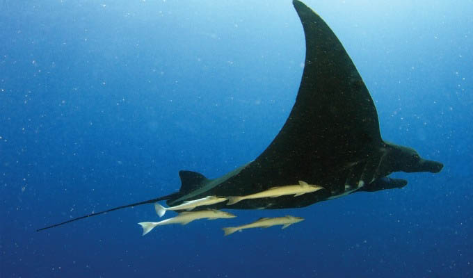 Wakaya Island, Manta Ray Underwater - Fiji