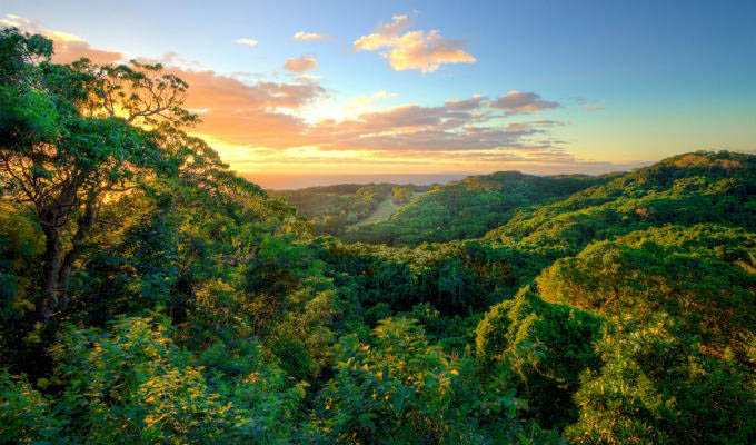 Wakaya Island, Lush Vegetation - Fiji