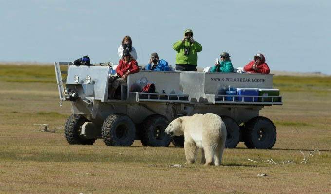 Tracking Polar Bears - Courtesy of Churchill Wild - Arctic