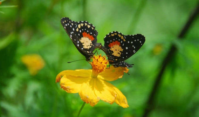 Tortuguero National Park, Butterflies Garden - Costa Rica