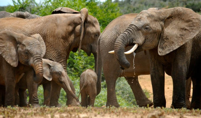 Elephants in Kichaka Private Game Reserve  - South Africa