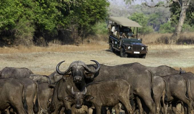 South Luangwa National Park, Game Drive - Zambia