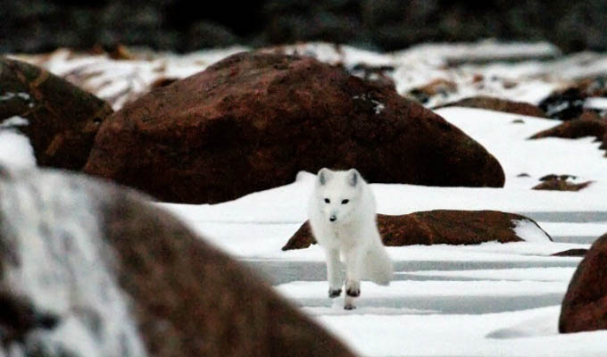 Arctic - Arctic fox © Michelle Valberg