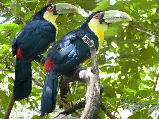 Tucanos in Iguazù Falls National Park - Argentina