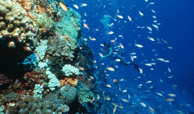 Snorkeling in Okinawa - Japan