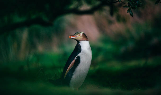 Penguin near Dunedin © Chris Stephenson/DunedinNZ/Tourism New Zealand - New Zealand