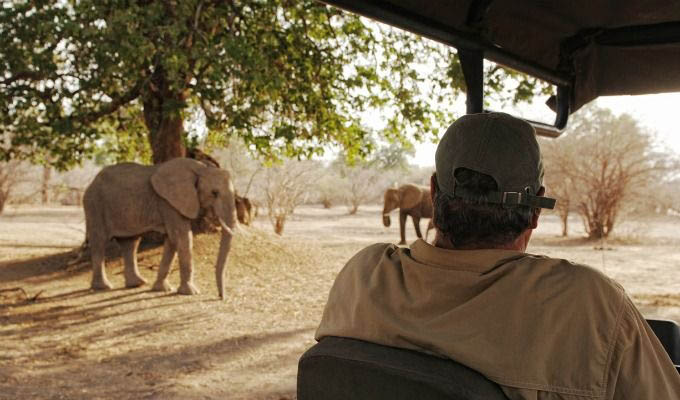Elephant Sight in The Mana Pools National Park - Zimbabwe