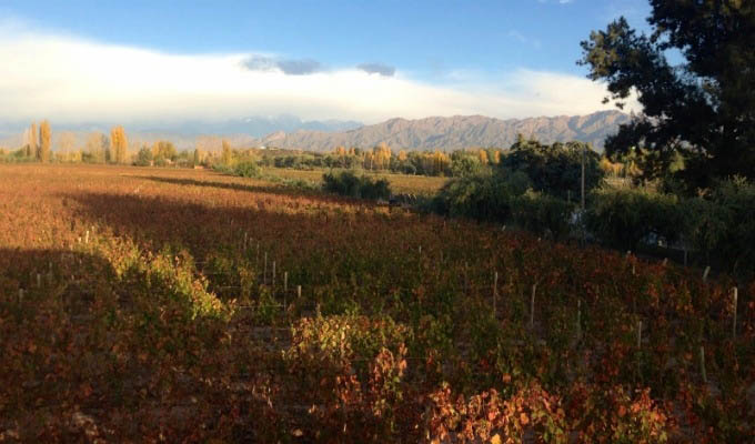Entre Cielos, View of the Vineyards in Autumn - Argentina