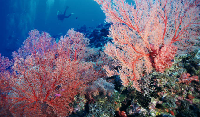 Under Water Reef - Japan