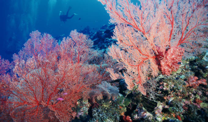 Under Water Reef - Japan